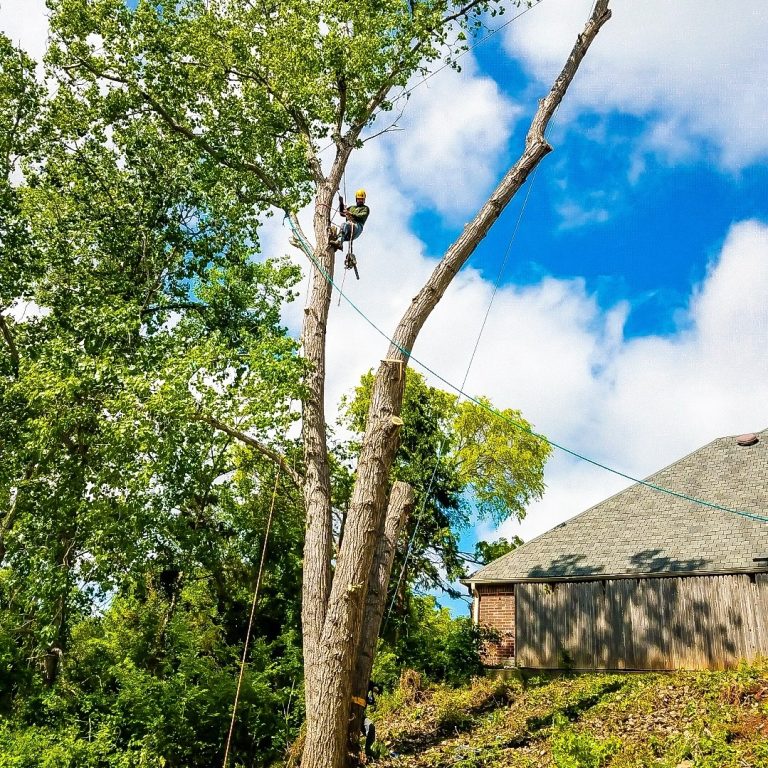 351771592 1195396561135429 4645067293621210908 n 768x768