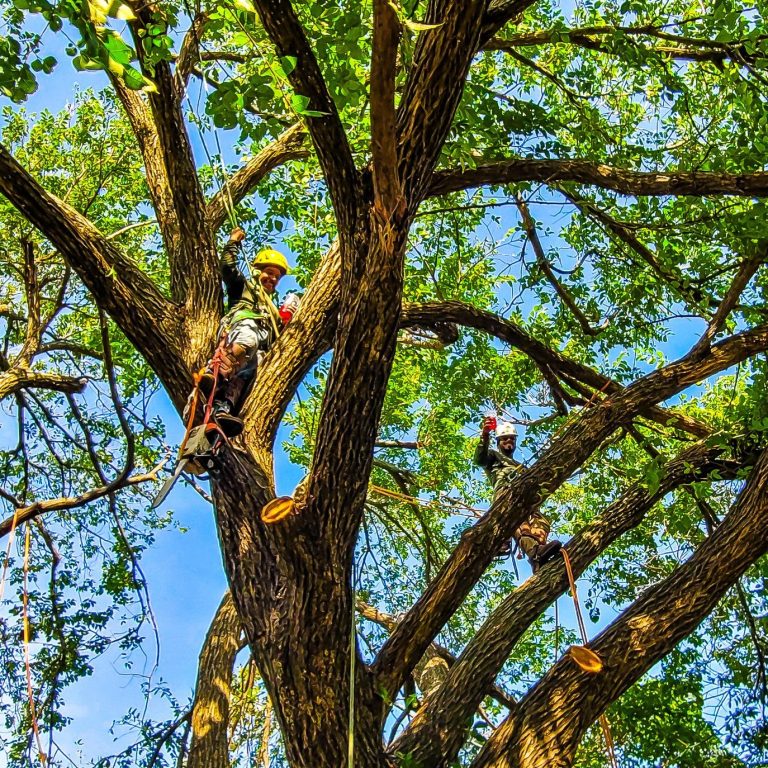 363816063 993670042019350 5532721540230863842 n 768x768