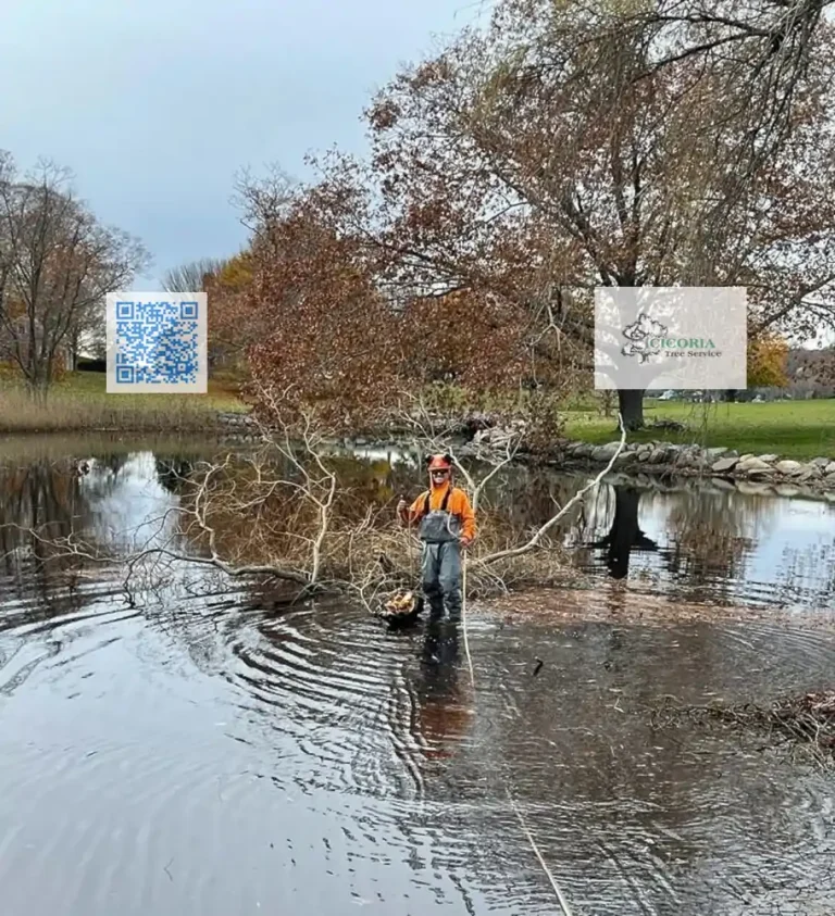 Cicoria Tree and Crane Service Groveland Arborist Consulting 768x843
