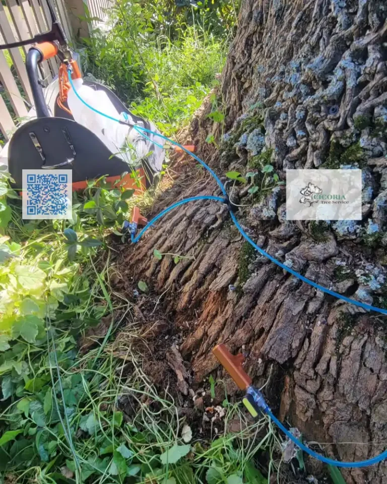 Cicoria Tree and Crane Service Groveland Stump Grinding 768x960