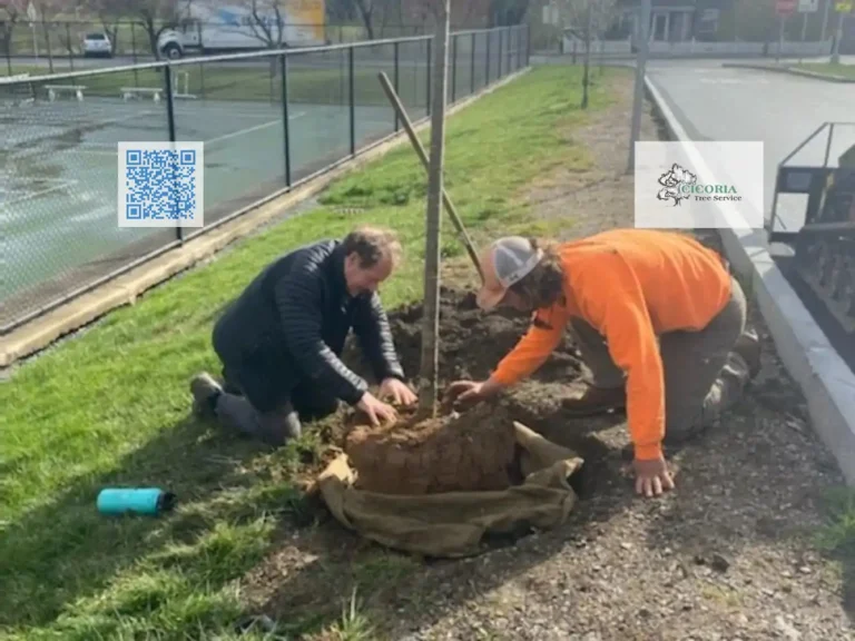 Cicoria Tree and Crane Service Groveland Tree Care 768x576