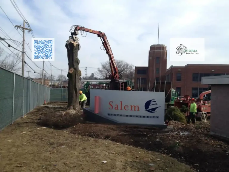 Cicoria Tree and Crane Service Groveland Tree Removal 768x576