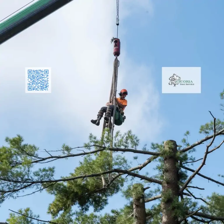 Cicoria Tree and Crane Service Groveland Tree Trimming 768x768