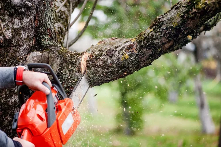 Dont DIY Reasons To Hire A Professional Tree Trimming Service   Honolulu 1920w 768x511