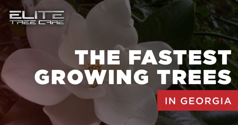 Elite Tree Care 3 768x403