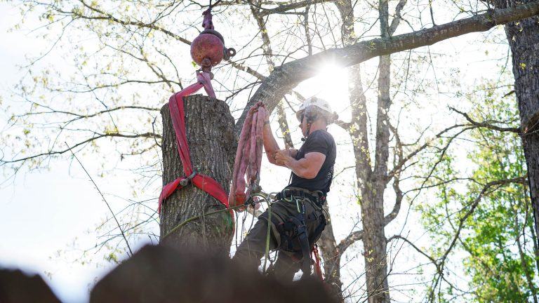 Elite Tree Care 4 768x432