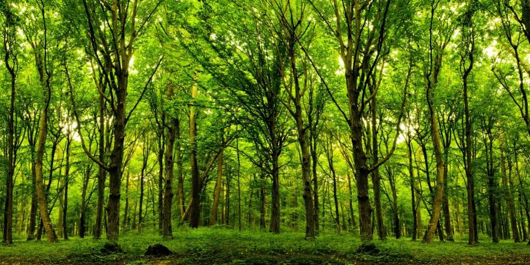 Header banner 7 16 768x384