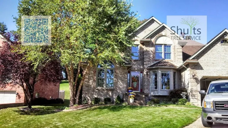 Shults Tree Service Land Clearing 768x432