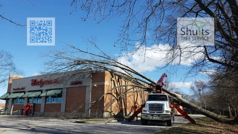 Shults Tree Service Storm Damage 768x432