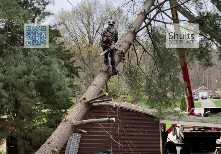 Shults Tree Service Stump Grinding 1 768x536