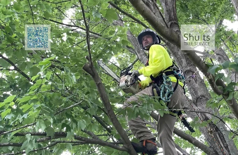 Shults Tree Service Tree Removal 768x500