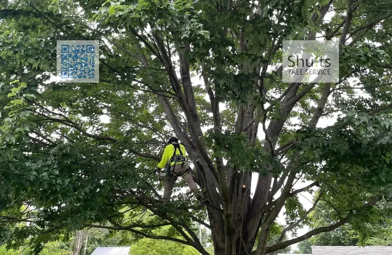 Shults Tree Service Tree Trimming 768x500