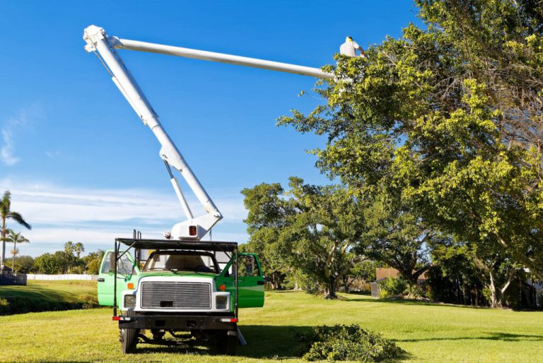 Stump Grinding tree service savannah ga 1024x685 1 768x514