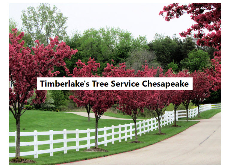 Timberlakes Tree Service logo 1