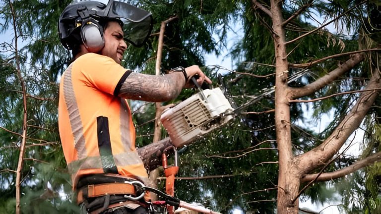 Tree Service Florence AL Tree Removal Trimming Cutting Pruning Stump Grinding florencetreeremoval.com 9 768x432