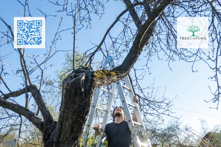 TreeCareHQ Martinsburg Tree Trimming 1 768x512