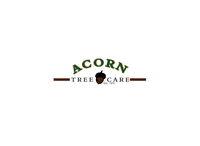 acorn tree care2