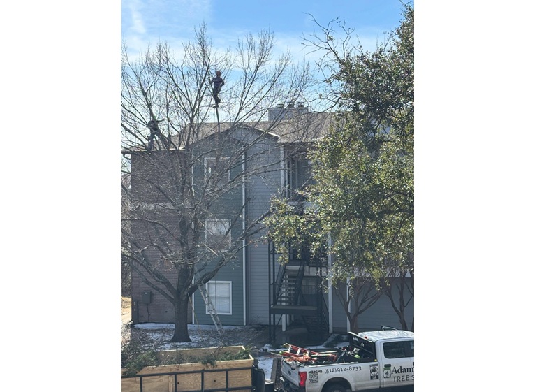 adams apple tree service 2