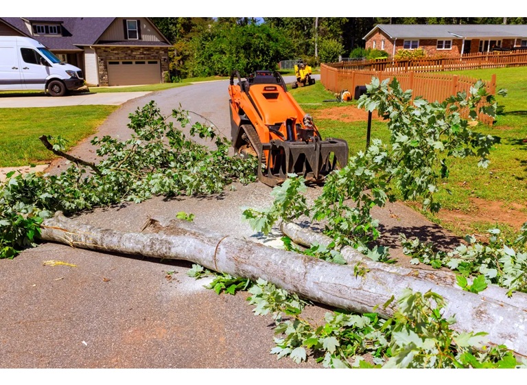 amelia island tree maintenance llc. 3