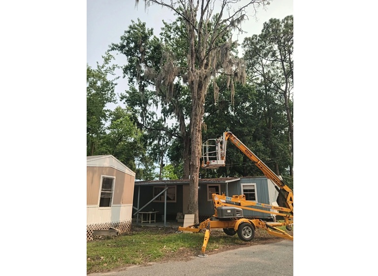 amelia island tree maintenance llc. 4
