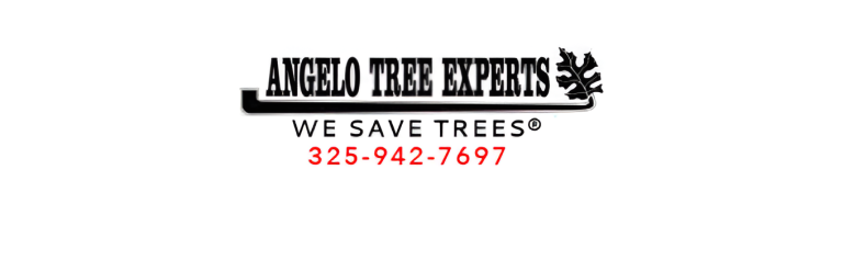 angelo logo1 768x237