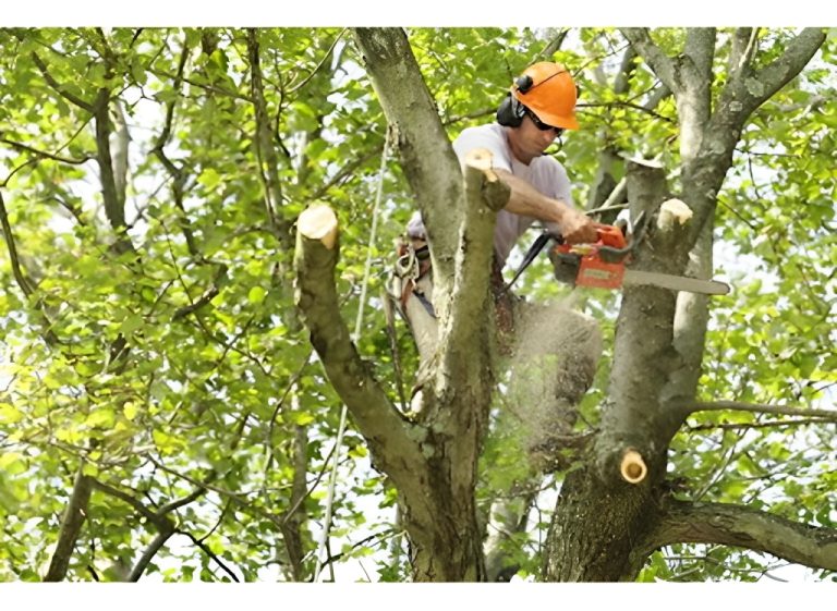 arbor expertise 5 768x561