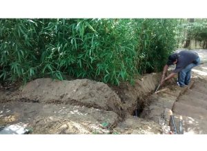 Man digging trench near bamboo plants.