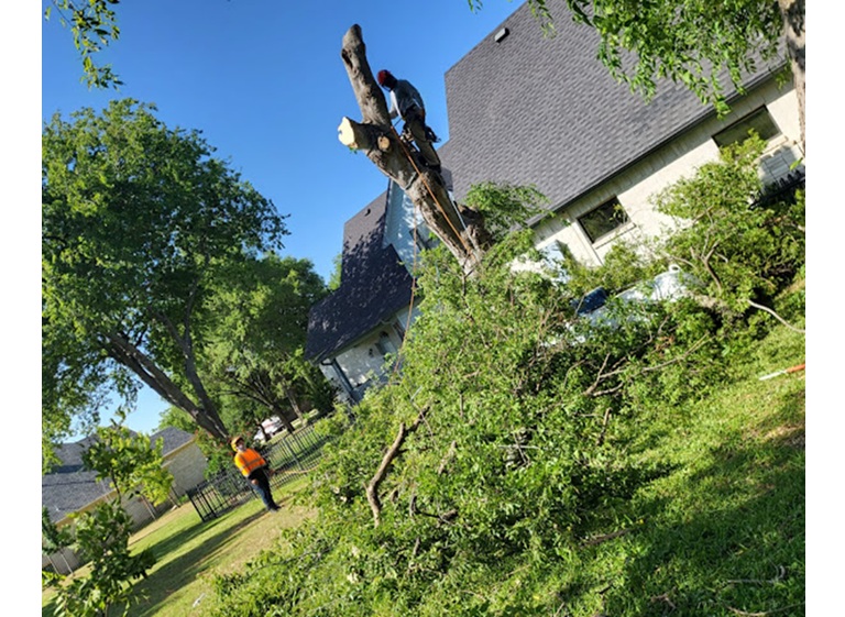 bladis tree service 1