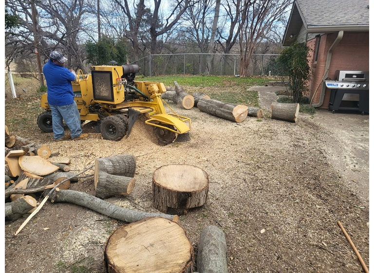bladis tree service 2