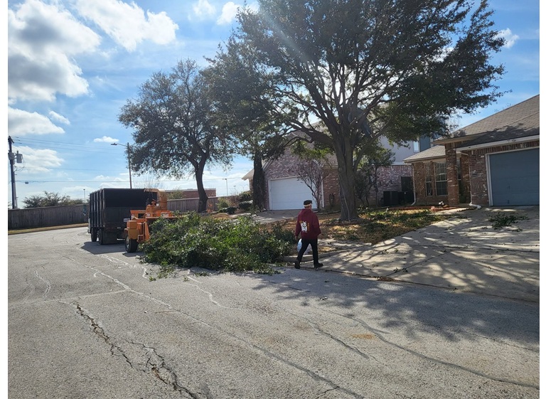 bladis tree service 4