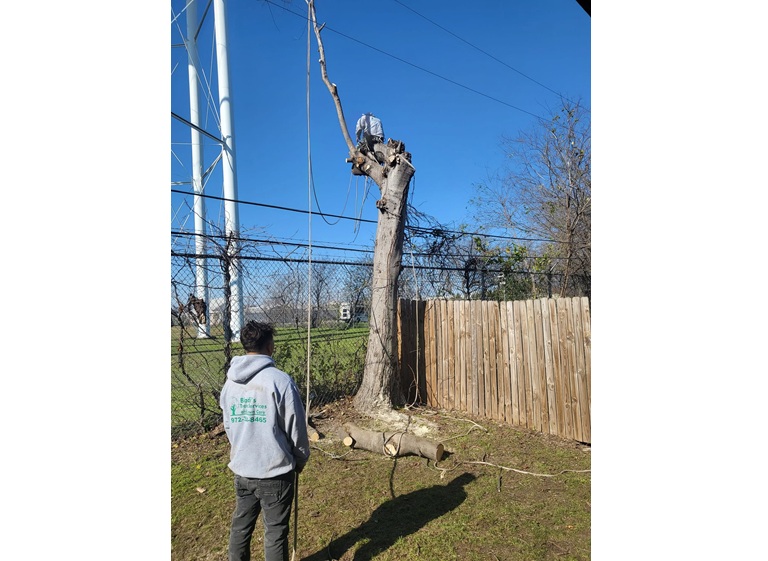 bladis tree service 5