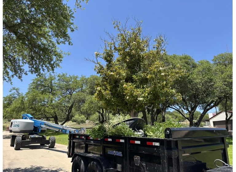borders tree services 1