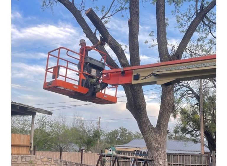 borders tree services 2
