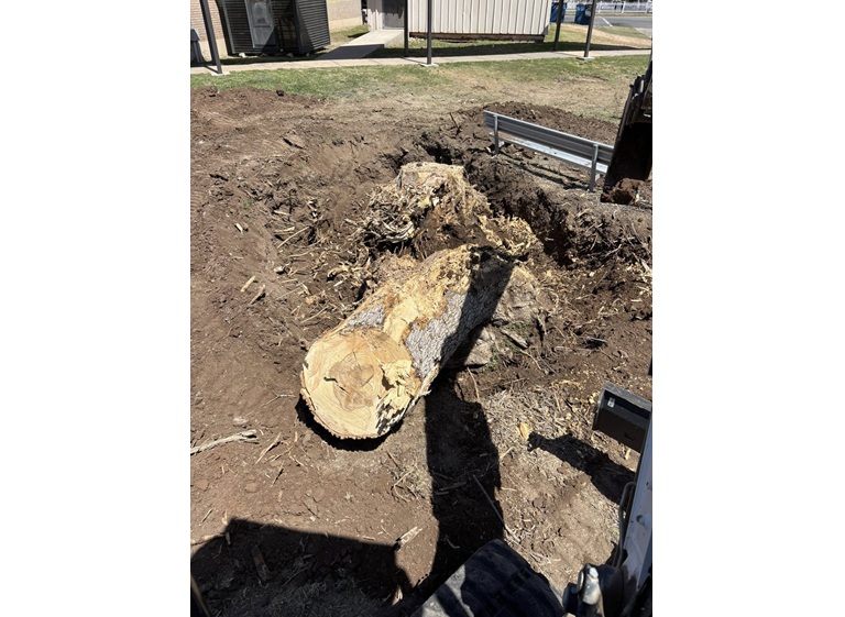 borders tree services 4