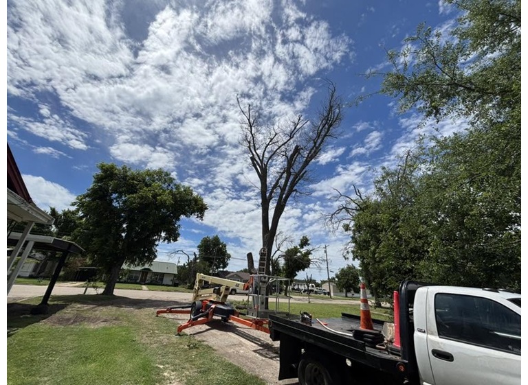 borders tree services 5 1