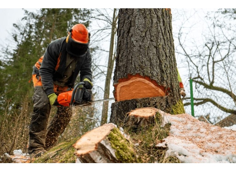 bothell tree experts 2