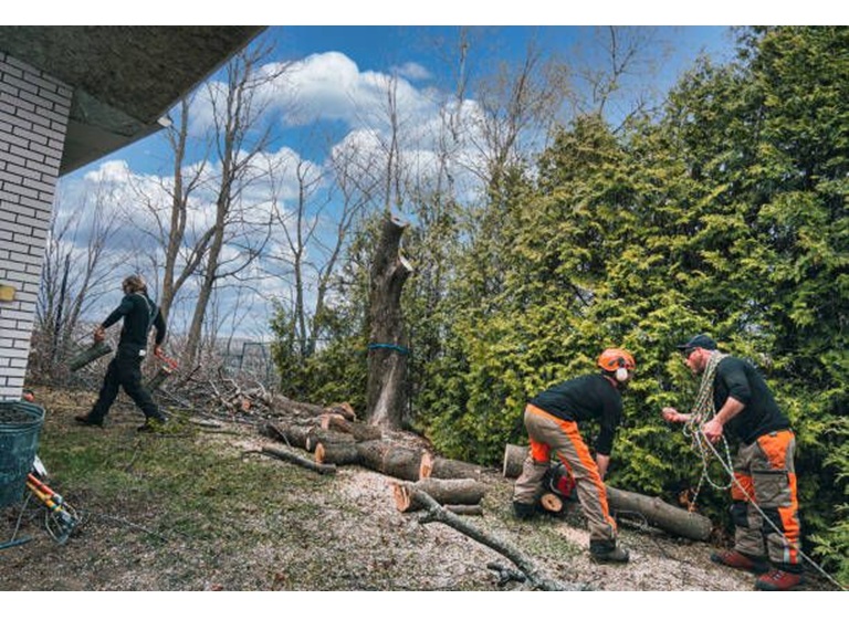 bothell tree experts 3