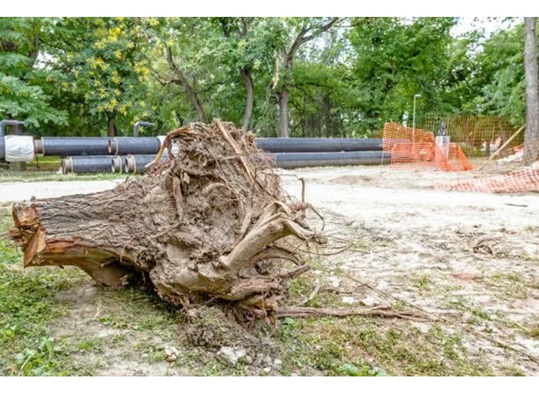 bothell tree experts 4