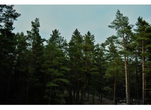 Tall pine trees under a clear sky