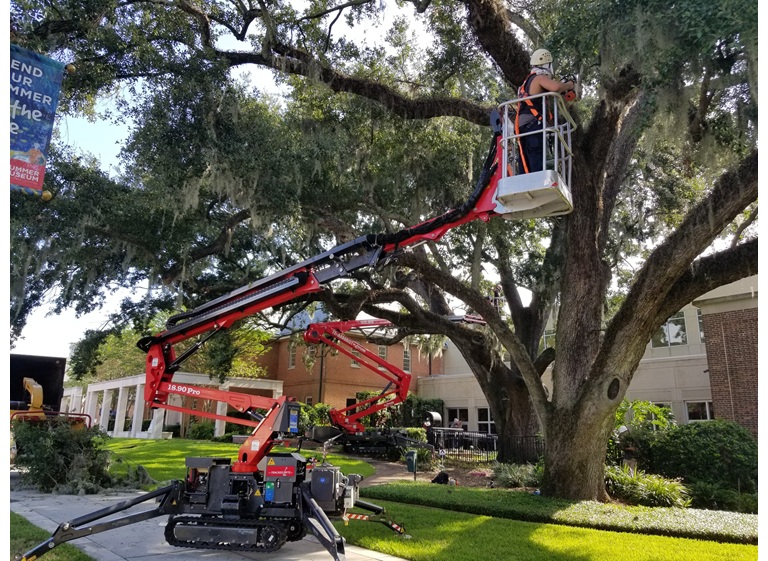 bushors tree surgeons 1