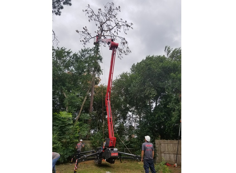 bushors tree surgeons 2