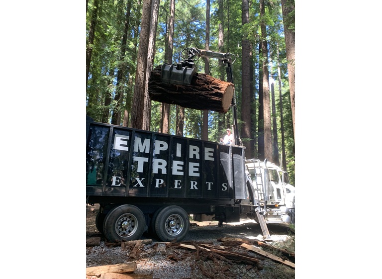bushors tree surgeons 3