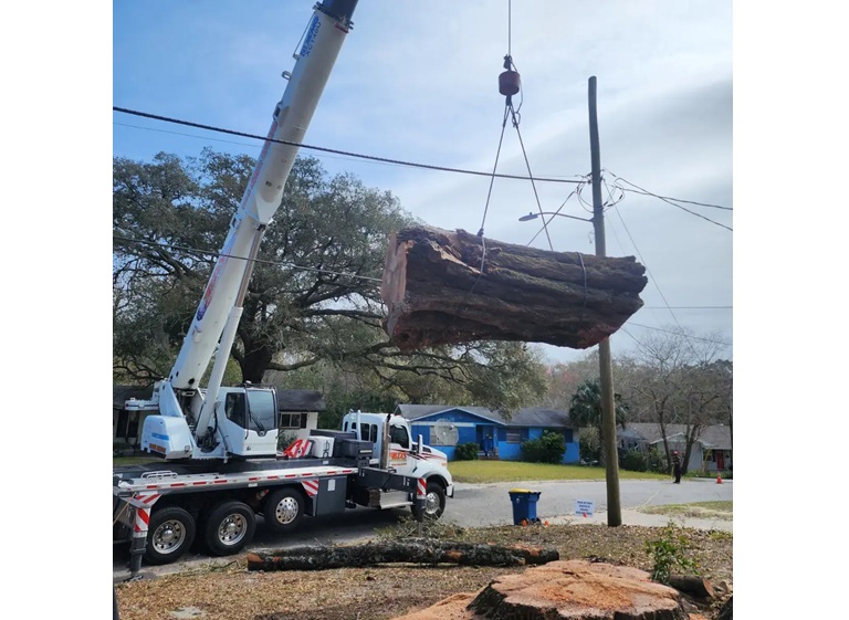 bushors tree surgeons 4
