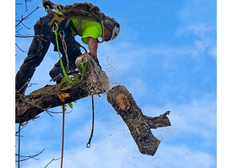 cambridge tree care pros 1