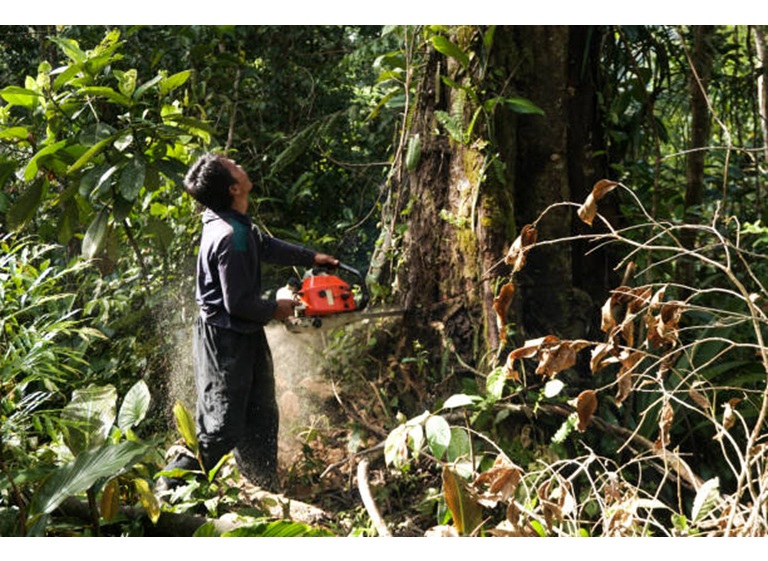 cambridge tree care pros 4