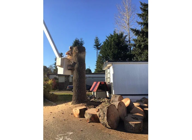 carlson tree care 5