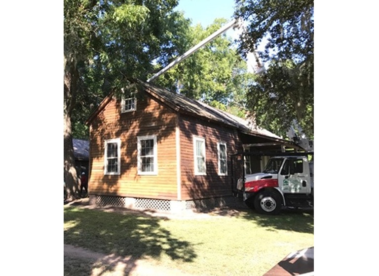 champions tree preservation 3