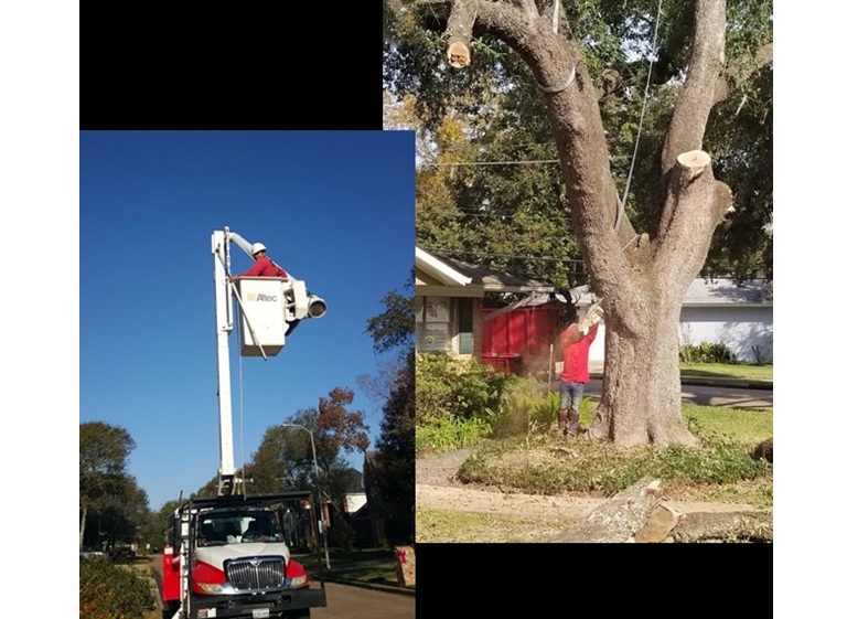 champions tree preservation 5