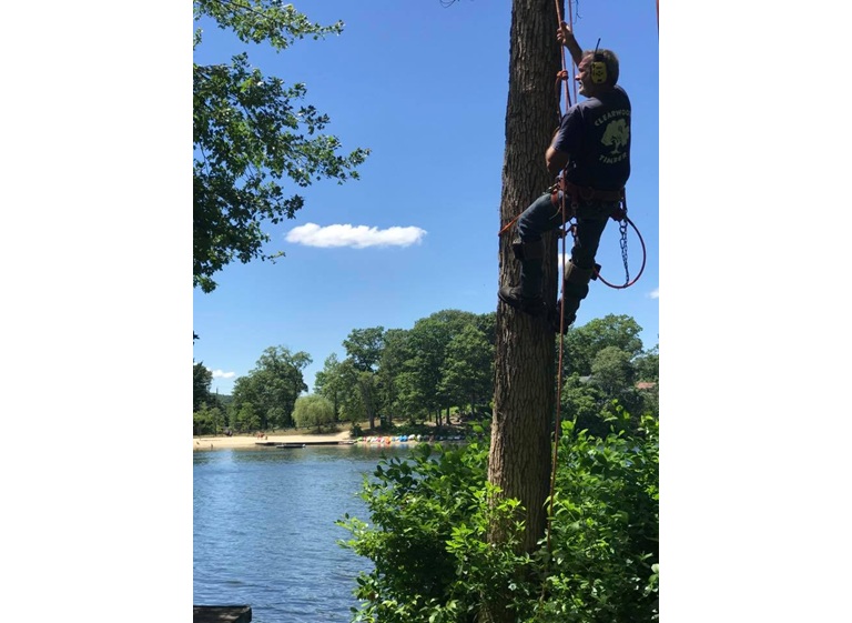 clearwood timber llc 1