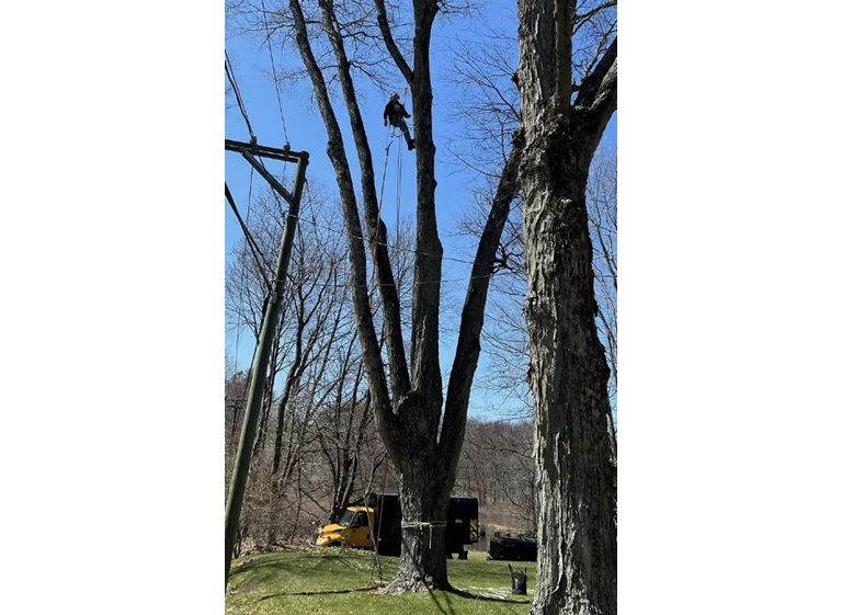 clearwood timber llc 4